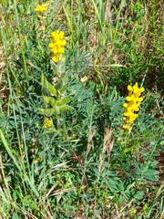 Lupinus luteus