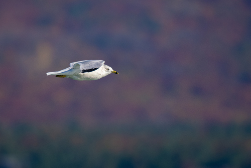 Ring-billed Gull photographed in Michigan