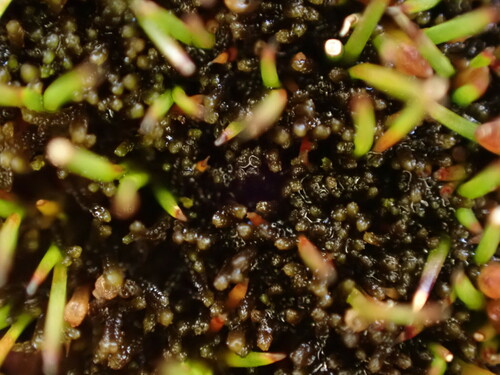 Kurzia helophila