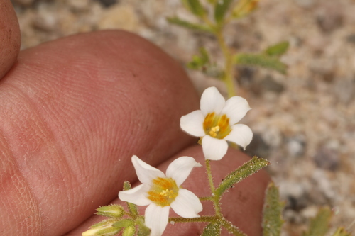Image of Linanthus campanulatus by (c) Steve Matson, some rights reserved (CC BY)