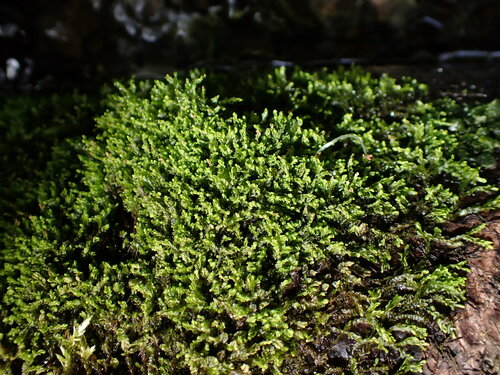 Heteroscyphus planiusculus