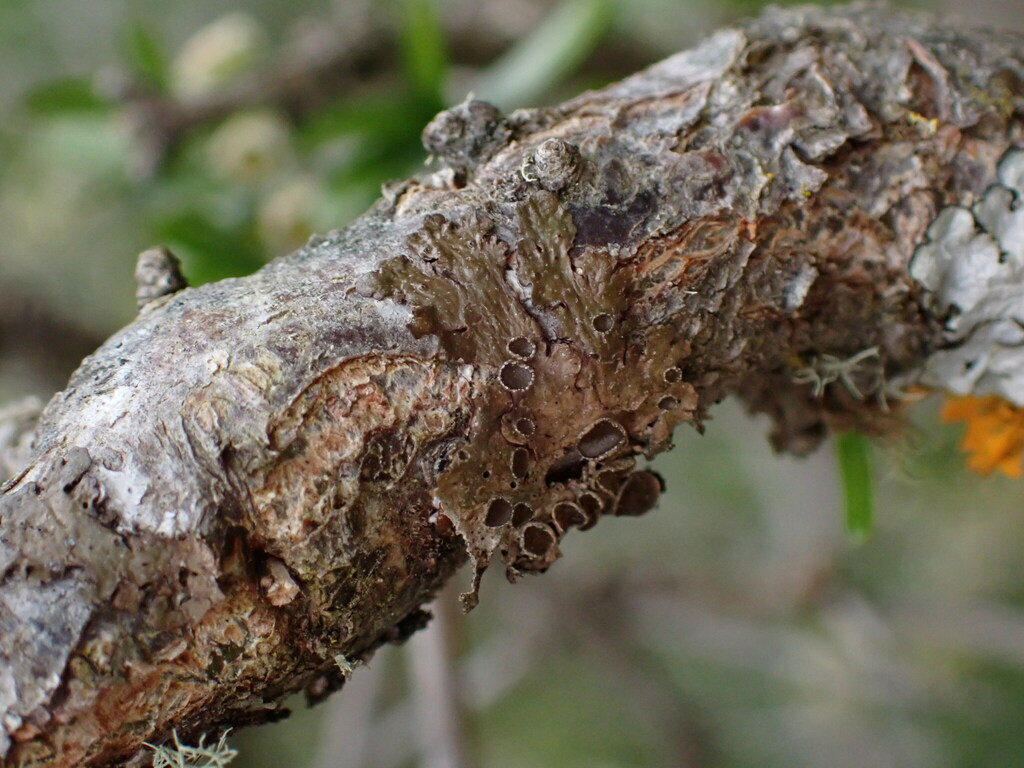 Melanohalea zopheroa