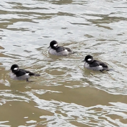 Bufflehead photographed in South Carolina