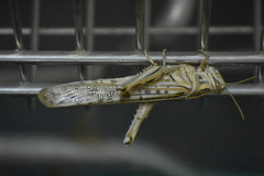 Schistocerca gregaria