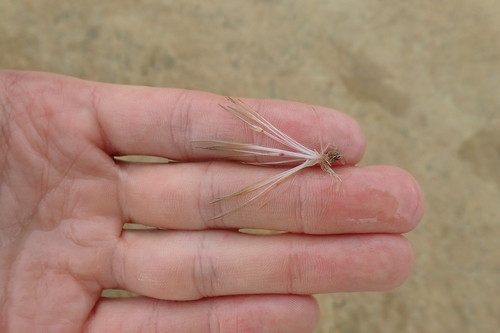 Trithuria inconspicua (Trithuria inconspicua)