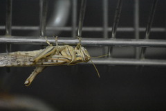 Schistocerca gregaria