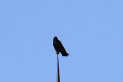 Corvus corone