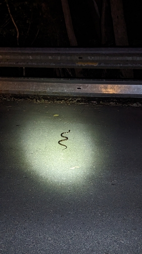 Stephens' Banded Snake sighting