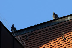 Columba livia domestica