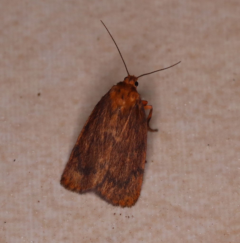 Cyme structa from Witta QLD 4552, Australia on December 14, 2023 at 08: ...