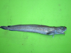Enchelyopus cimbrius