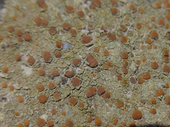 Protoblastenia rupestris