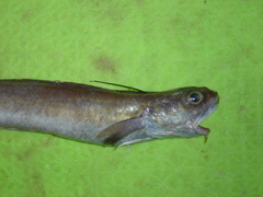 Enchelyopus cimbrius