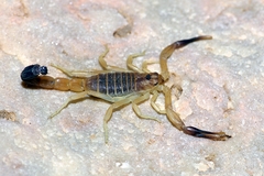 Androctonus gonneti/australis 専用 small.jpg