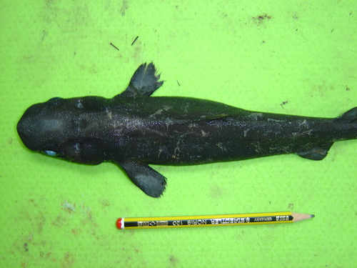 Portugese dogfish (Centroscymnus coelolepis) — Somniosidae — 3