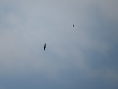 Buteogallus coronatus