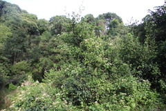 Gymnanthemum capense