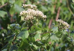 Gymnanthemum capense