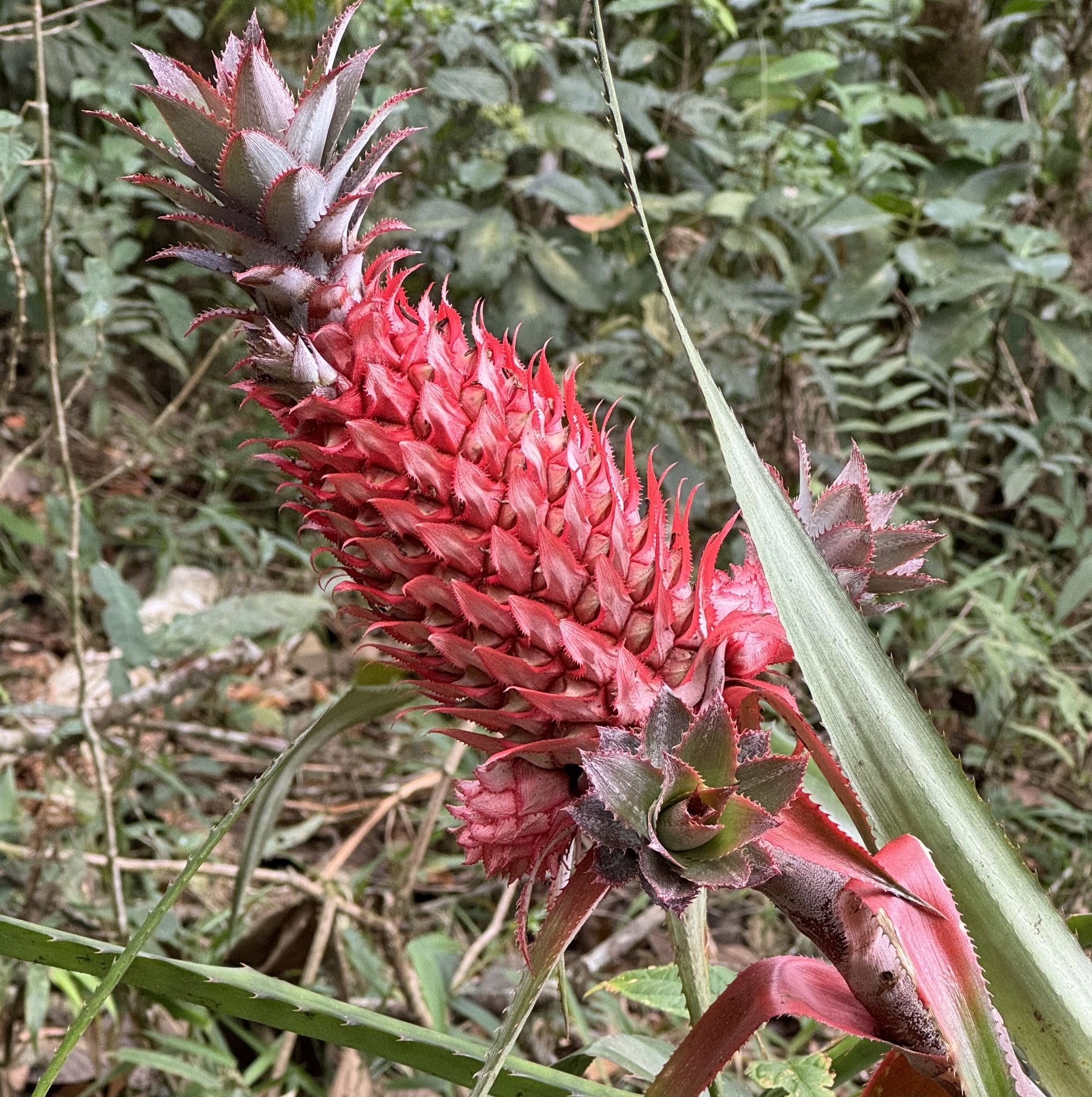 Ananas comosus