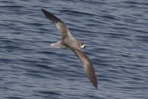 Fea's Petrel (Pterodroma feae) — Near Threatened Aves
