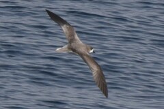 Fea's Petrel photo 1