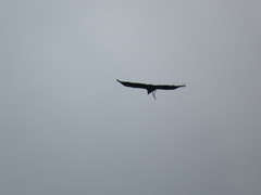 Buteogallus coronatus