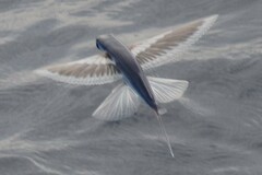 Spotfin Flyingfish photo 1