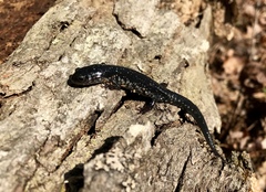 Plethodon chlorobryonis
