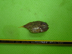 Newfoundland Spiny Lumpsucker photo 3