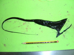 Pelican Eel photo 4
