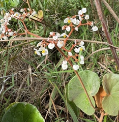 Begonia grisea, photograph Laura Gaudette, CC BY, iNaturalist via GBIF