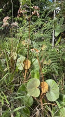 Begonia grisea, photograph Laura Gaudette, CC BY, iNaturalist via GBIF