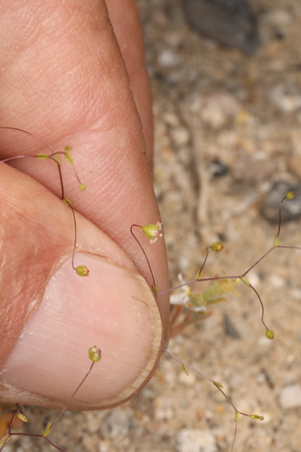 Image of Nemacladus eastwoodiae by (c) Steve Matson, some rights reserved (CC BY)