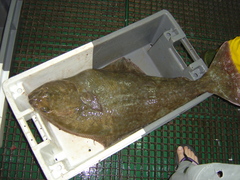 Hippoglossus hippoglossus