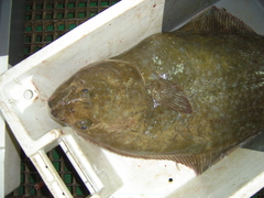 Hippoglossus hippoglossus