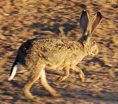 Lepus capensis