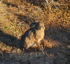 Lepus capensis