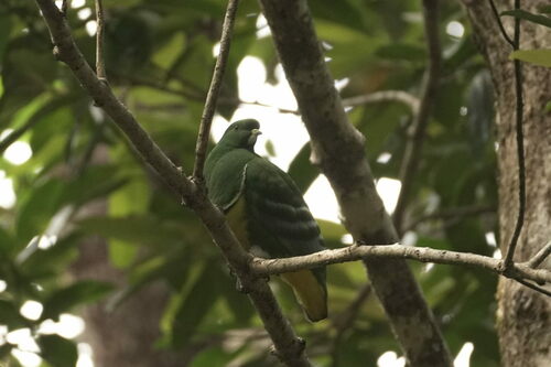 Cloven-feathered Dove (Ptilinopus holosericea), photo 4