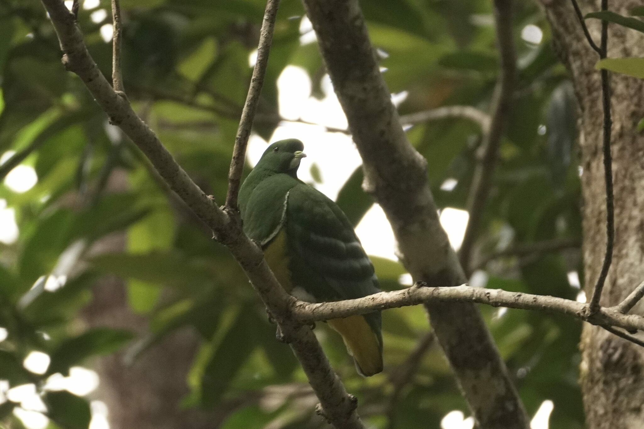 Cloven-feathered Dove illustration