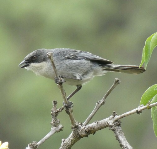 Cinereous Warbling Finch (Microspingus cinereus), photo 10