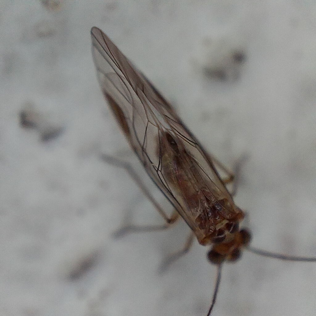 Ptycta lineata