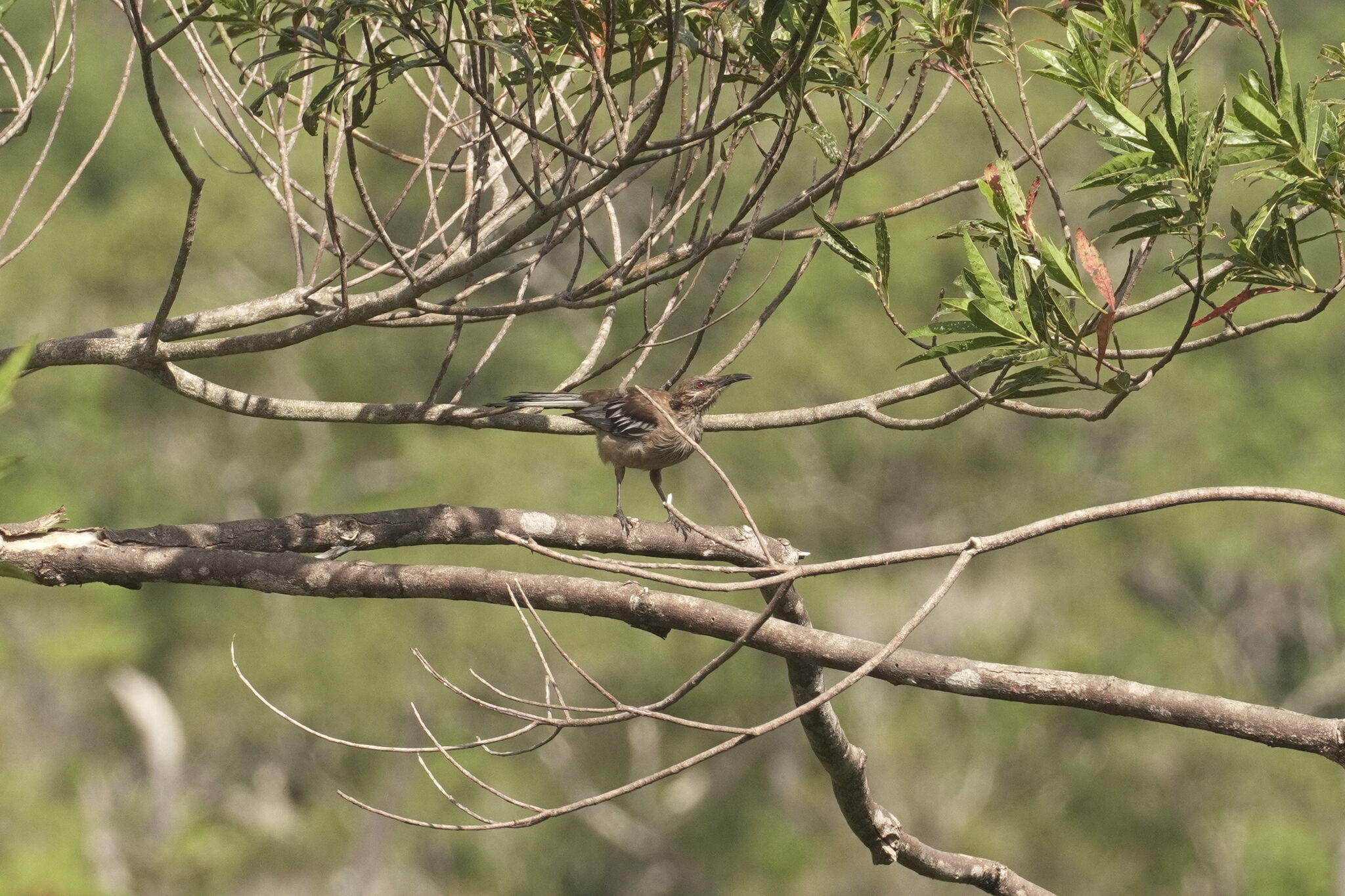 New Caledonian Friarbird (Philemon diemenensis), photo 3