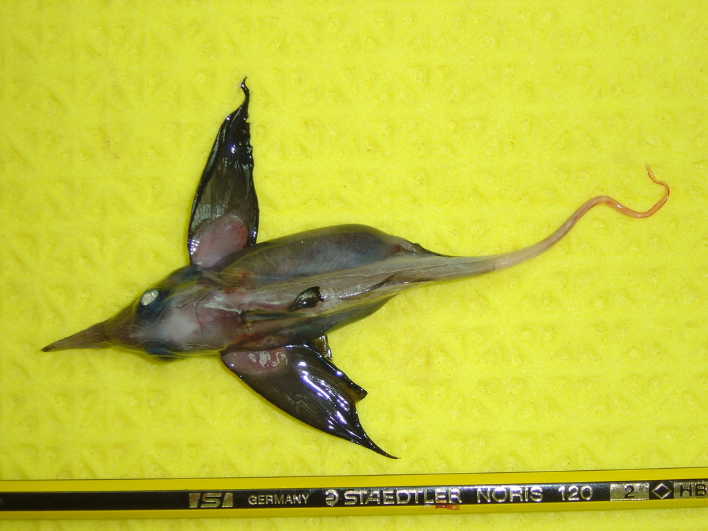 Smallspine spookfish (Harriotta haeckeli) — Rhinochimaeridae