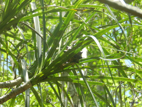 Pandanus aridus observed 2013-11-16