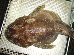 Hemitripterus americanus