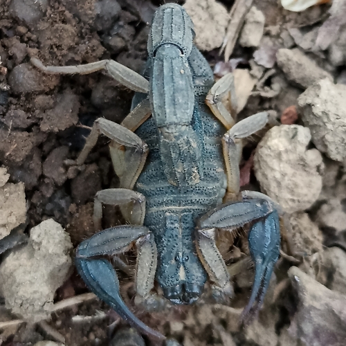 Edward's Bark Scorpion photo 5