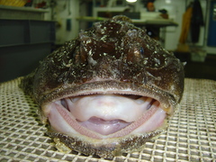 Hemitripterus americanus