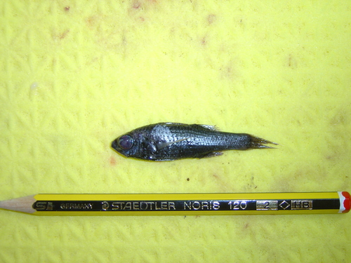 Sherborn's pelagic bass (Howella sherborni) — Howellidae — 5