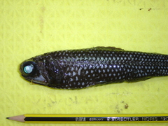 Mirror Lanternfish photo 4