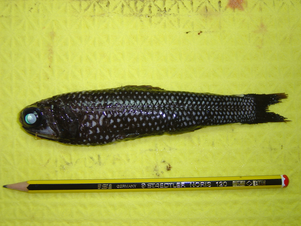 Mirror Lanternfish